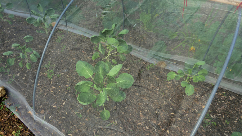 homemade garden cloche