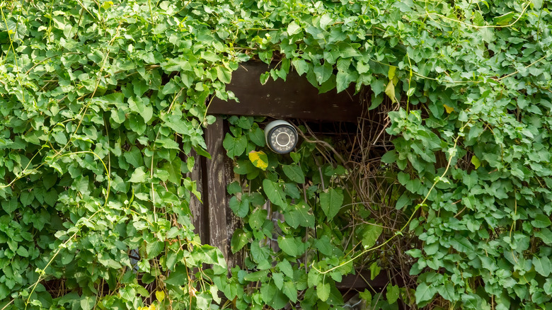 Camera on a wood fence or support surrounded by leafy plants