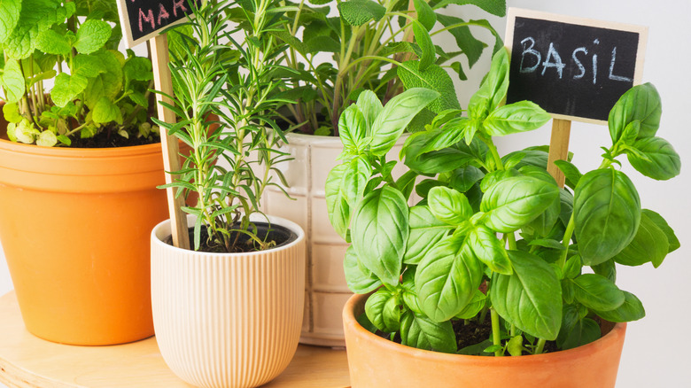 basil growing in container alongside other herbs