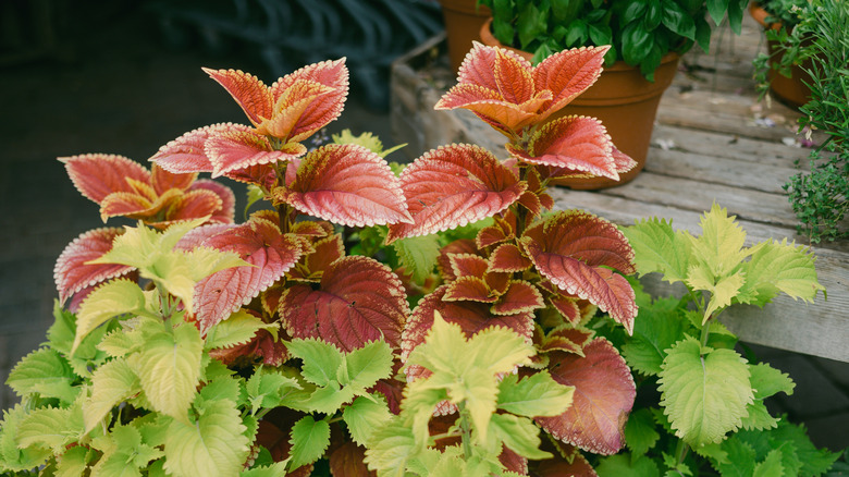 closeup on colorful coleus growing around containers of plants