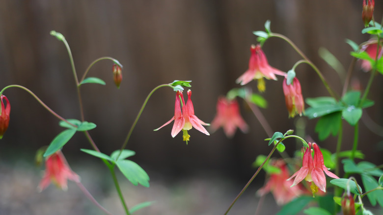 closeup on Columbine 'Little Lanterns'