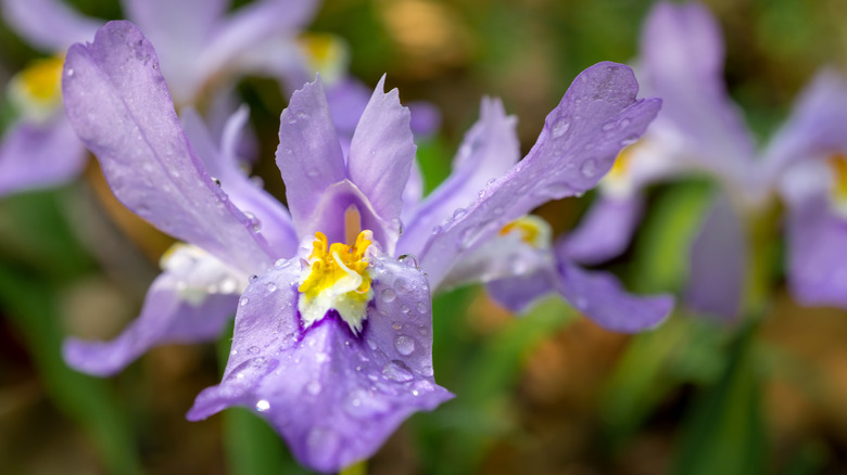 closeup on dwarf crested iris