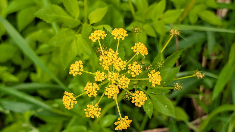 closeup on golden Alexander