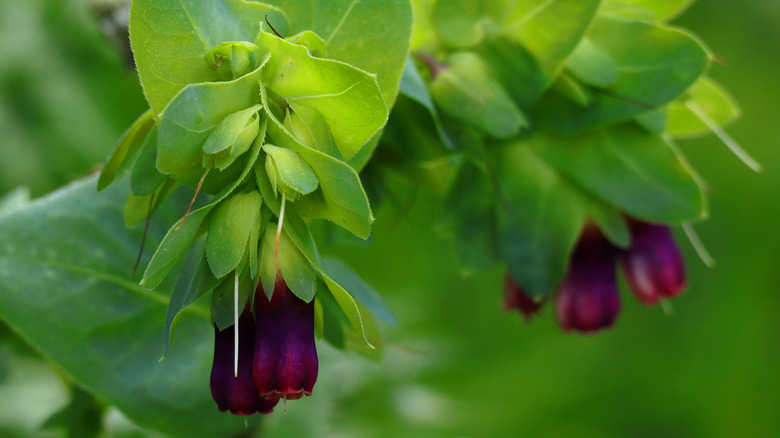 closeup on honeywort