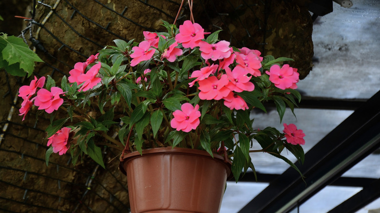 Impatiens species in container