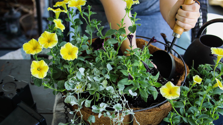 person assembling hanging basket of flowers