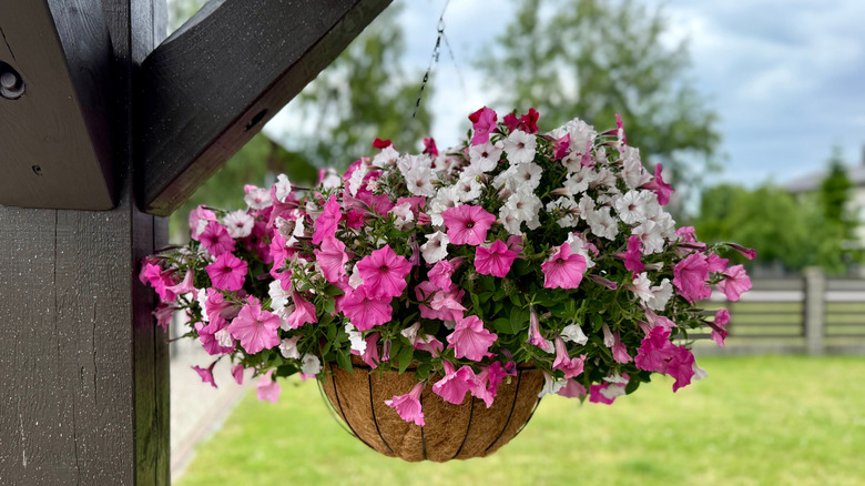 petunias in hanging basket