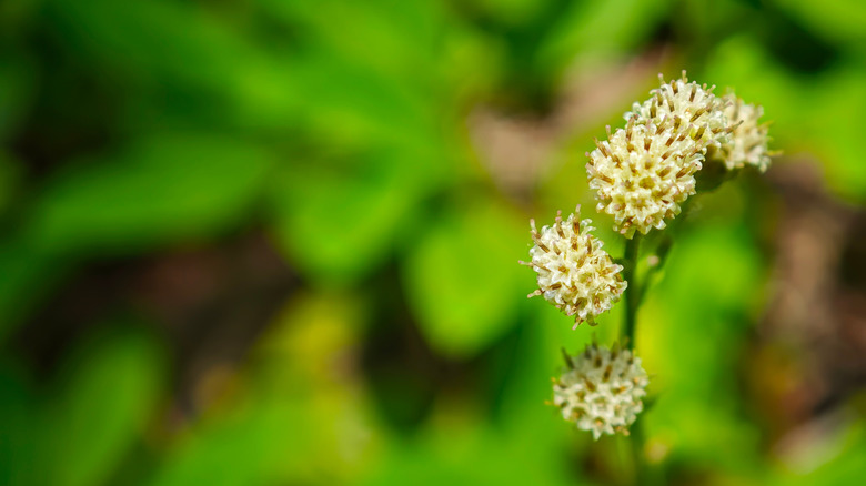 closeup of Plantain-leaved pussytoes