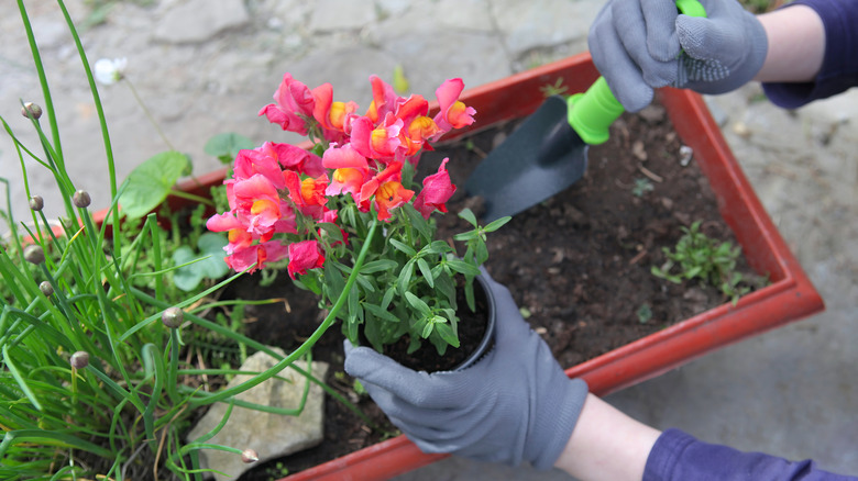 person adding snapdragons to container