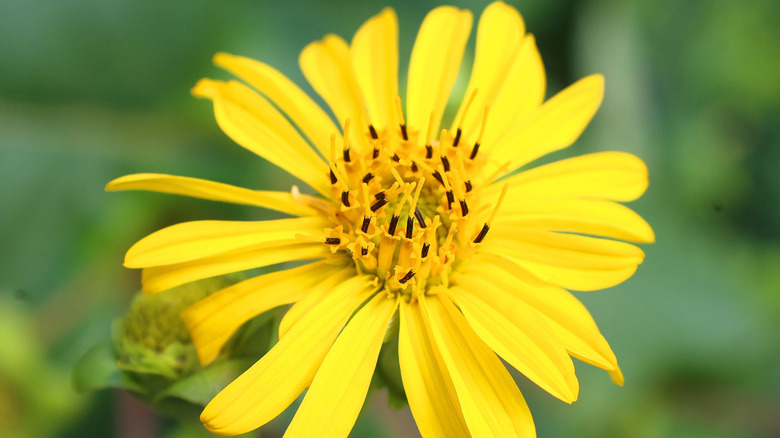 closeup on Willow-leaved sunflower