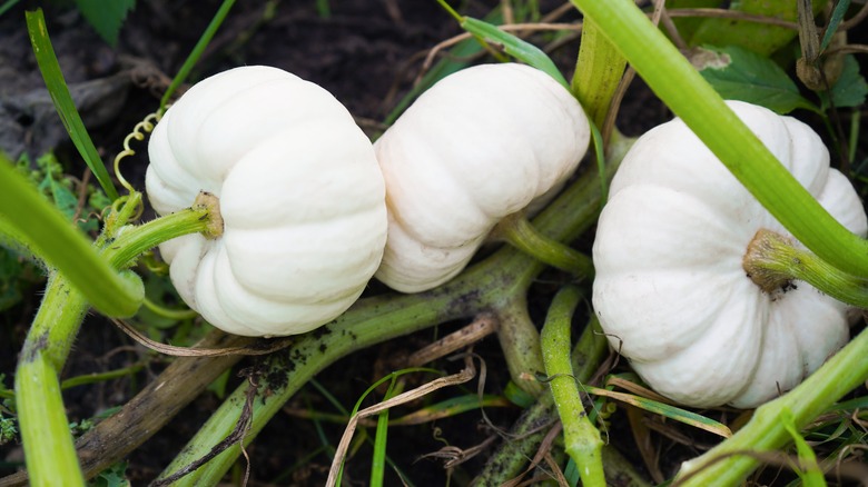 baby boo pumpkin growing in garden