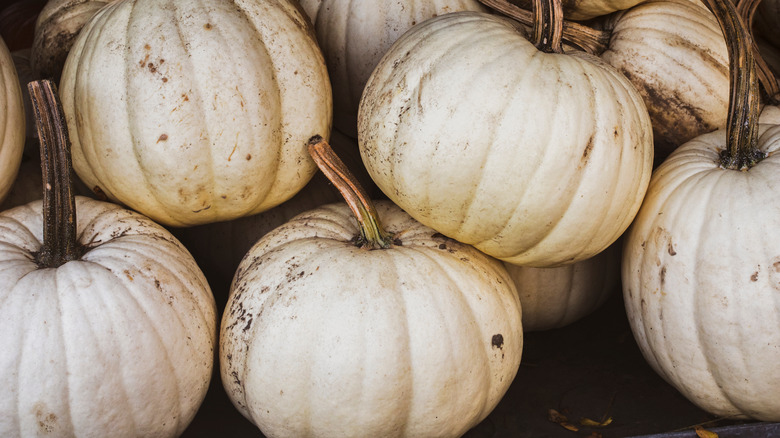 pile of casper pumpkins 