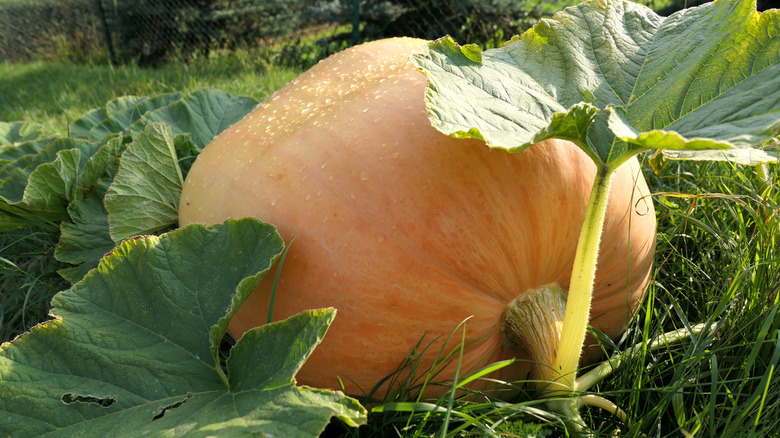 Atlantic giant growing in field