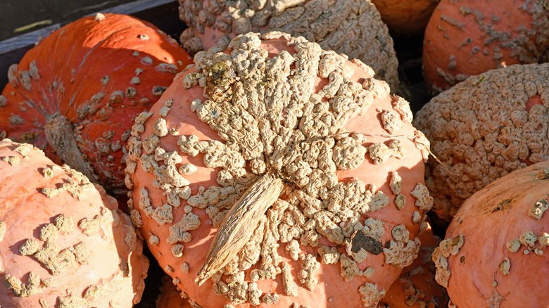 pile of Galeux d'eysines pumpkin