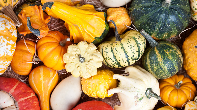 different varieties of pumpkin