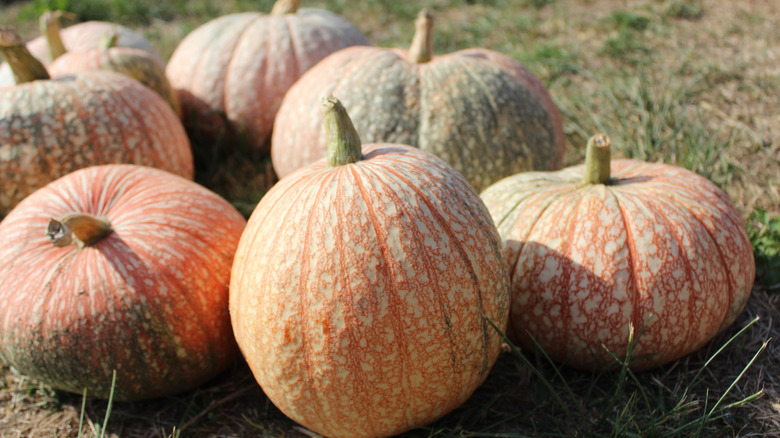 patch of one too many pumpkins