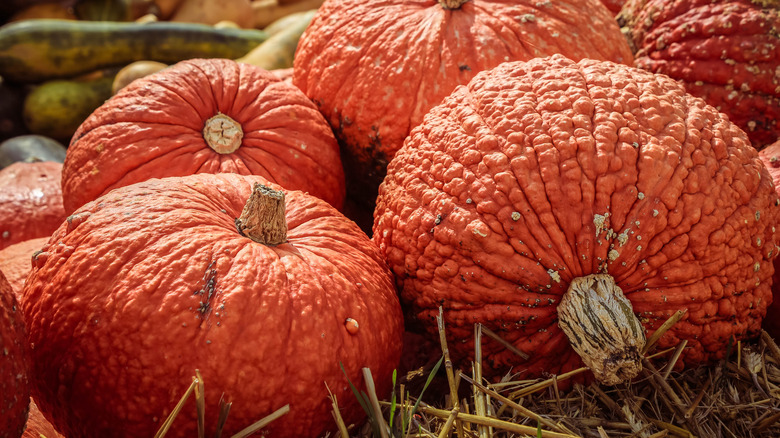 Red warty thing pumpkins