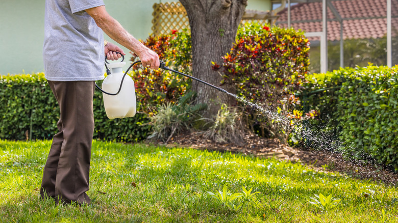 Person applying herbicide to lawn to control weeds