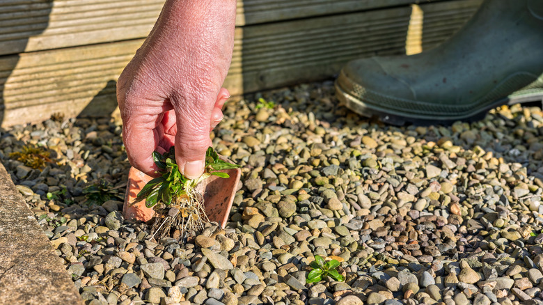 Man pulling a weed out of a rock area