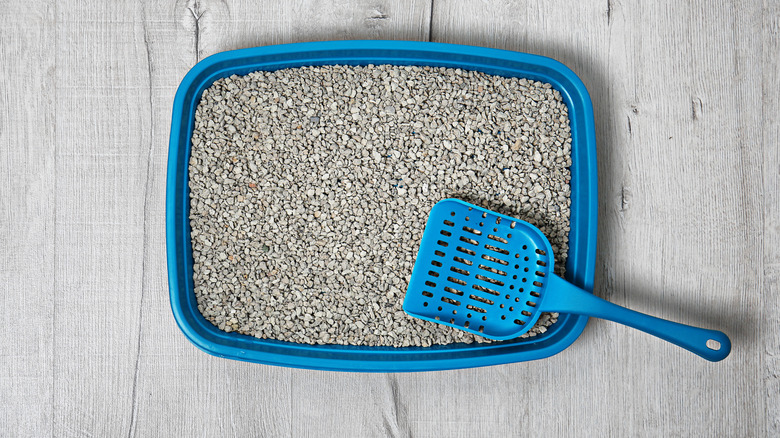 Cat litter on floor