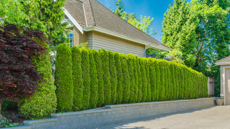 house with privacy hedge