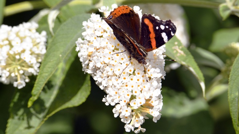 butterfly perched on Butterfly bush