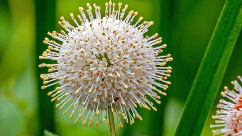close up of buttonbush flower