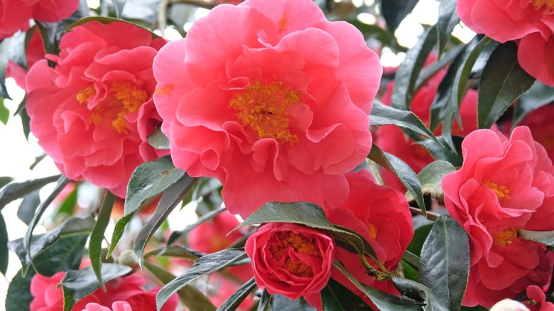 a close up of some camellias