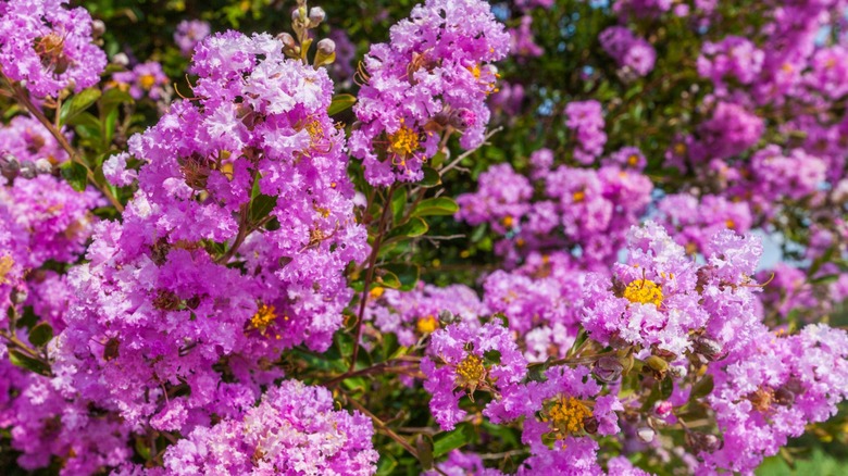 close-up view of pink crepe myrtle blossoms