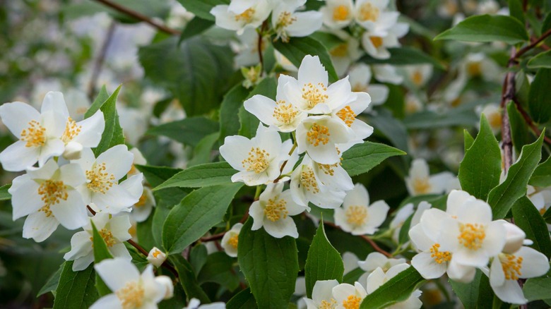 Close up of Philadelphus coronarius blooms, aka Mock orange flowers