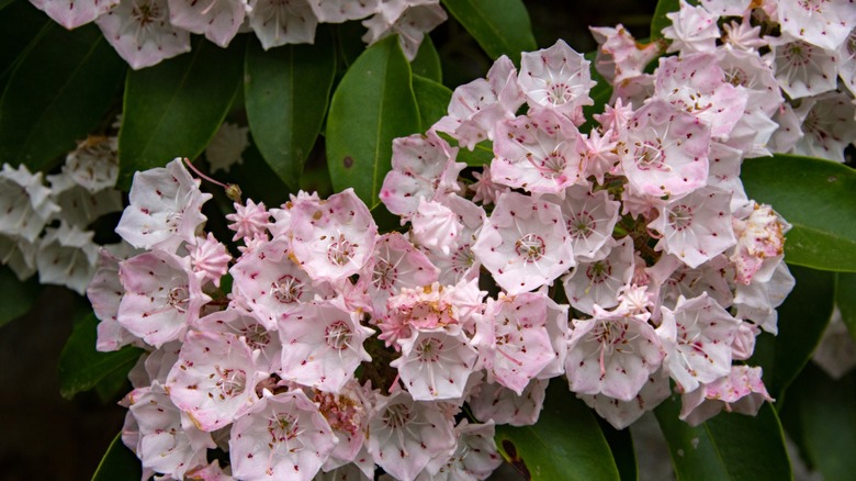 Close up of Kalmia latifolia, aka Mountain laurel