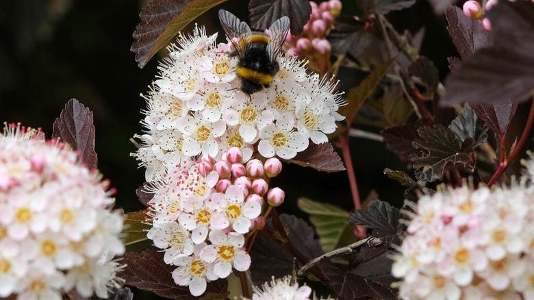 Close up of a bee on ninebark flower