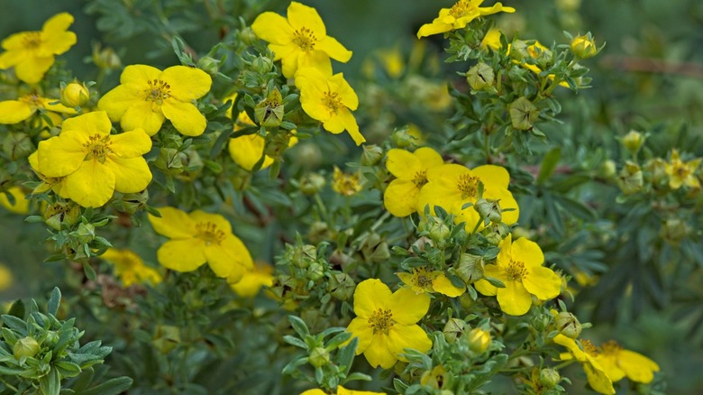 Bright yellow bloom of shrubby cinquefoil, aka potentilla