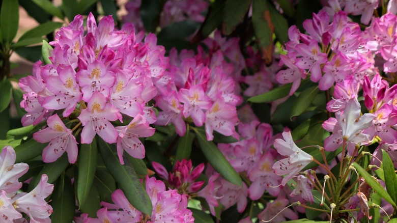 Clusters of Rhododendron flowers