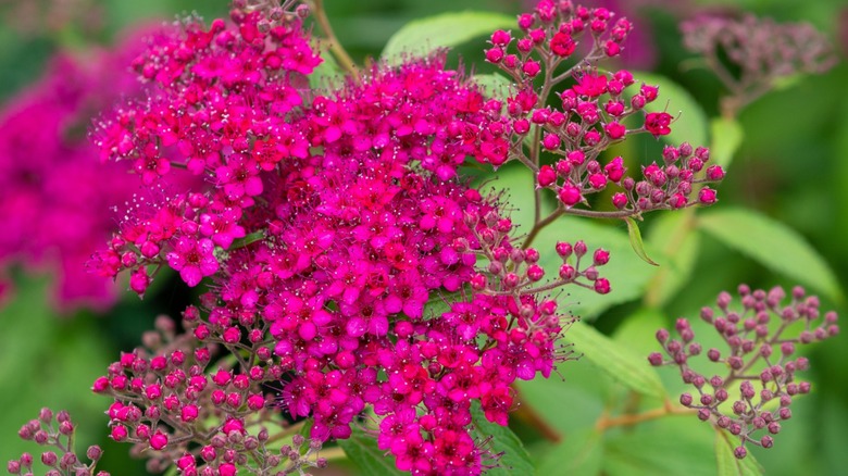 bright purple Japanese spirea