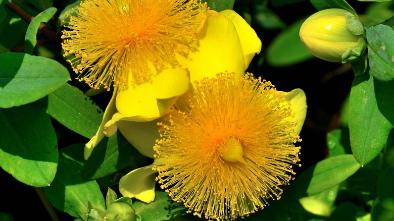 Close up shot of Hypericum frondosum, aka St. Johnswort