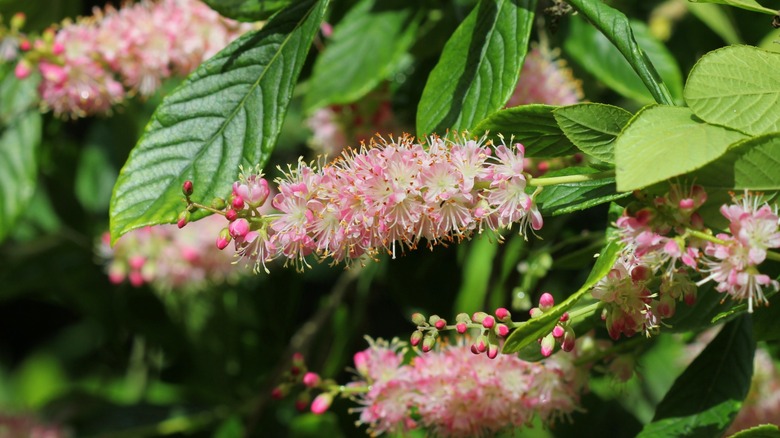 pink flowers of Clethra alnifolia, aka Summersweet