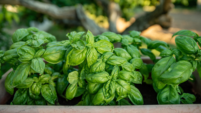 Several basil plants planted in a stone planter.