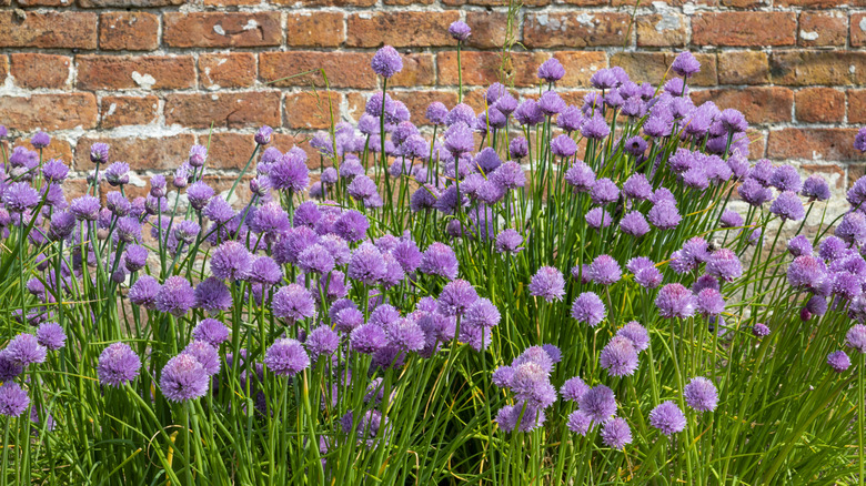 A crop of blossoming chives planted in front of a brick wall.