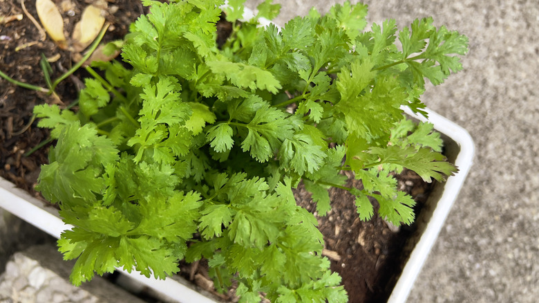 A close up of cilantro growing in a small planter.