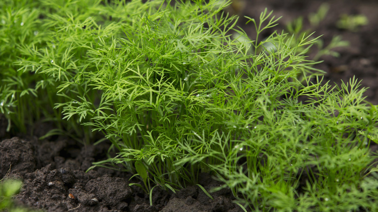 Dill growing in a line in mounded soil.