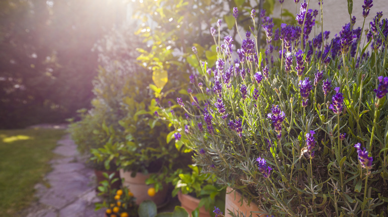 A lavender bush planted in a terracotta pot lining a walkway.