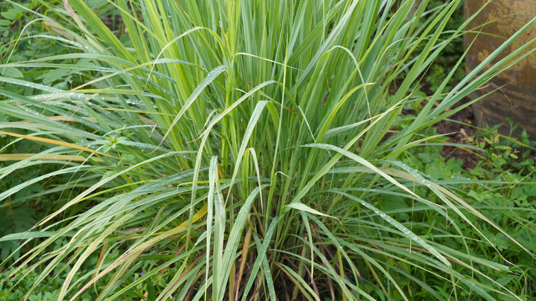 An oversized lemon grass bush in a yard.