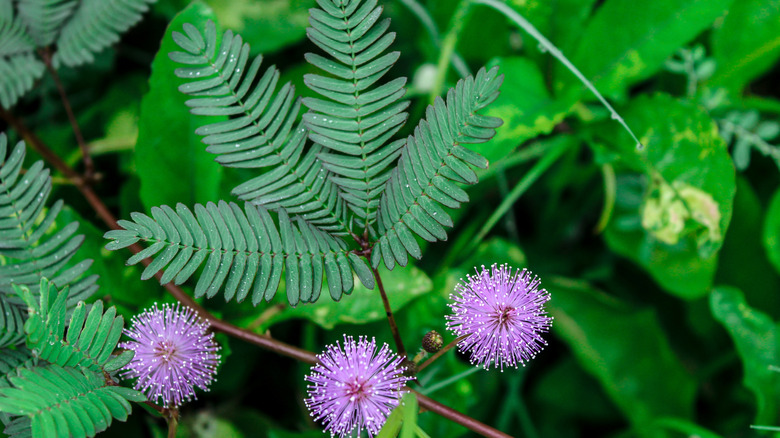 A mimosa plant with flowers growing with other green ground cover.