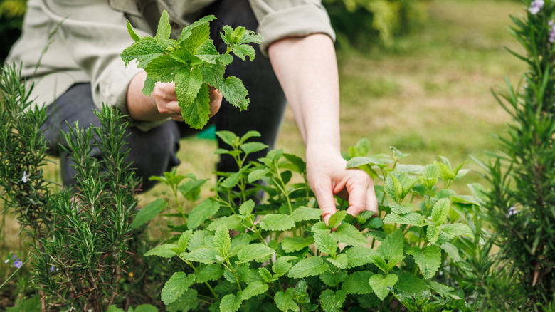 A woman picking springs of mint from an herb garden.