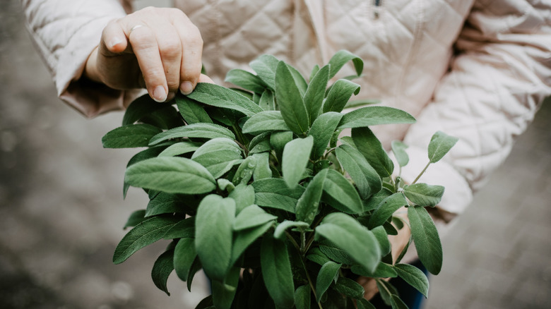 A hand picking a leaf of sage planted in a pot.
