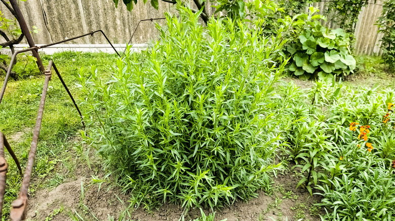 A large bush of tarragon growing in a backyard garden.