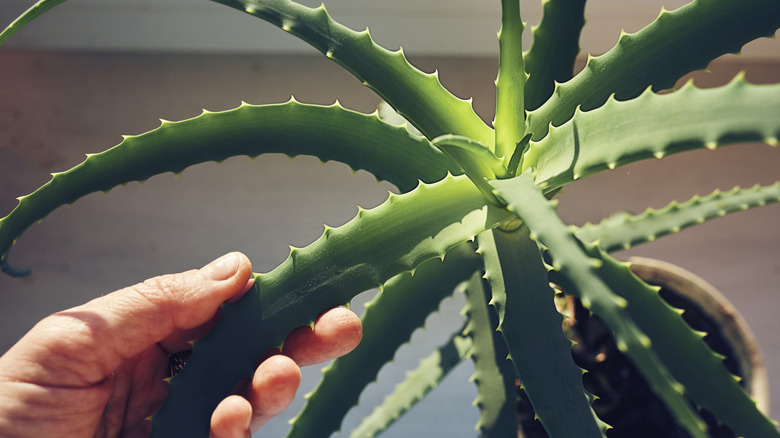 Person holding an aloe vera plant's spiny leaf