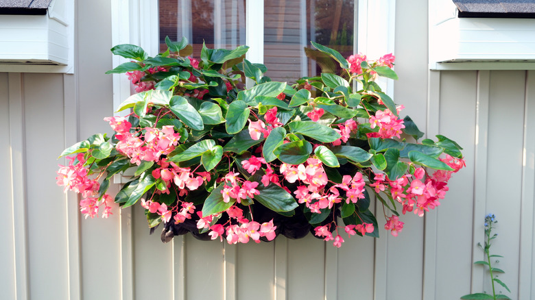 Begonias spilling over a small window container