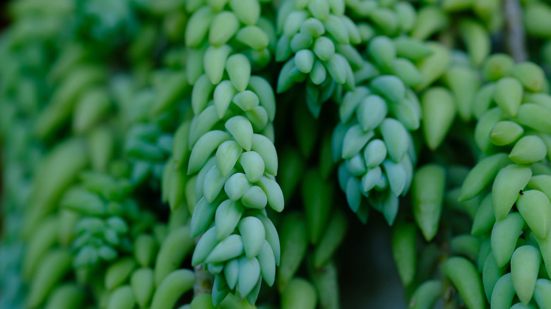 Green burro's tail up close